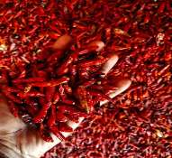 GI Tag Birds Eye Chili - Mizoram (India)