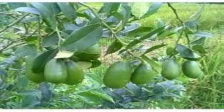 GI Tag  Kazi Lemon- Assam (India)