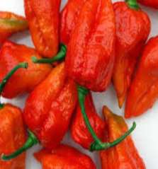 GI Tag-Dry King Chili, Naga King Chili / Bhut Jolokia / Ghost Pepper, Nagaland (India)