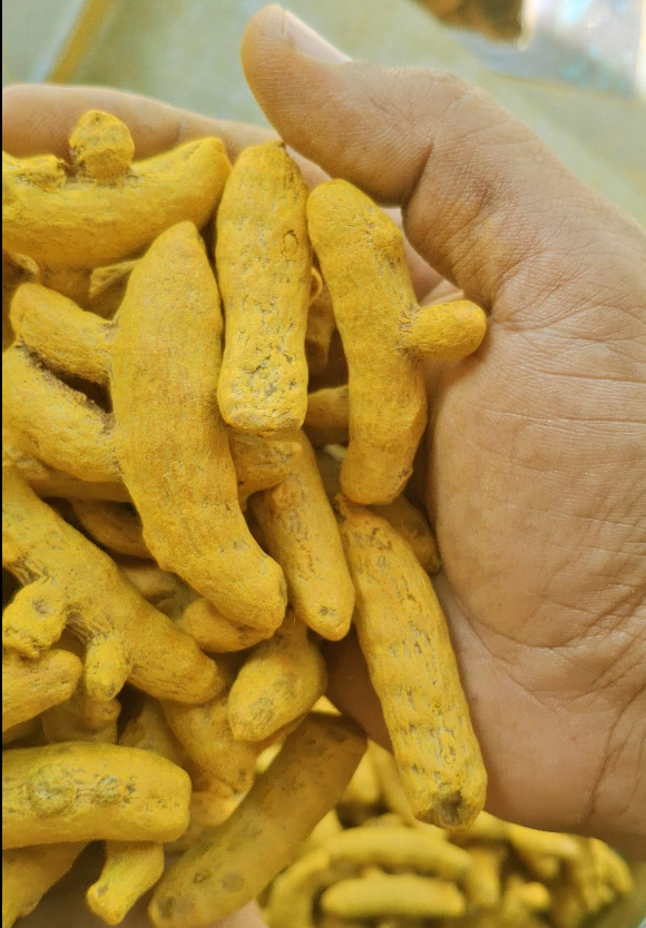 Erode Turmeric