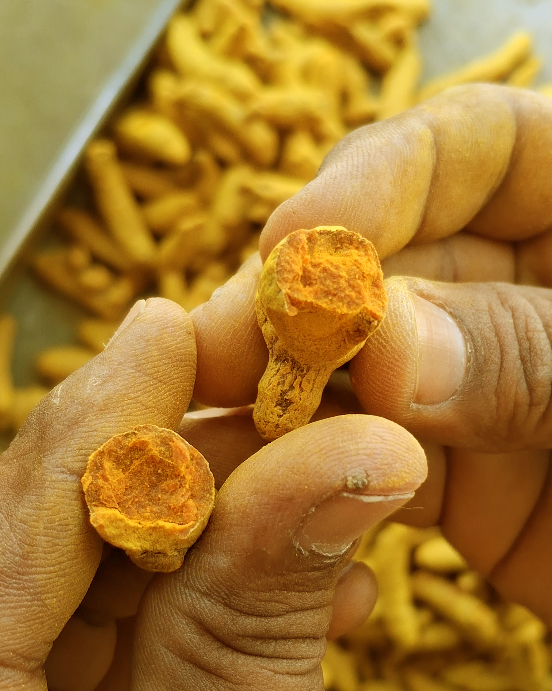 Salem Turmeric Finger / Powder