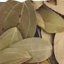bay leaf