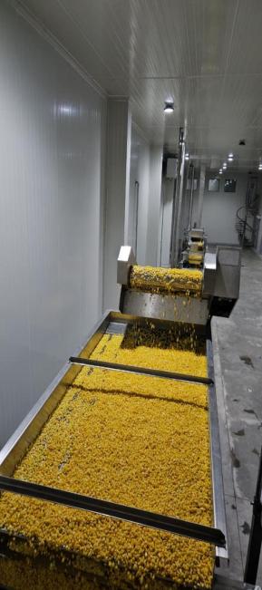 Sweet Corn Kernels (Frozen / IQF)