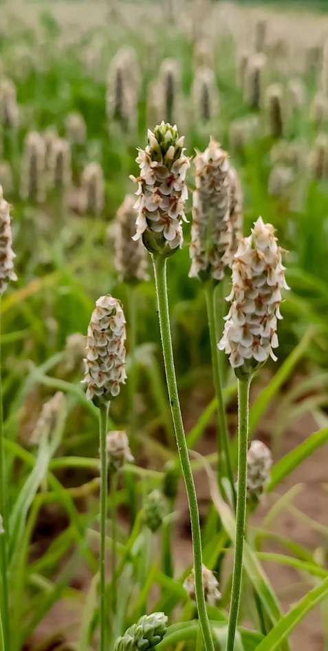Psyllium Seeds (Premium Plantago)