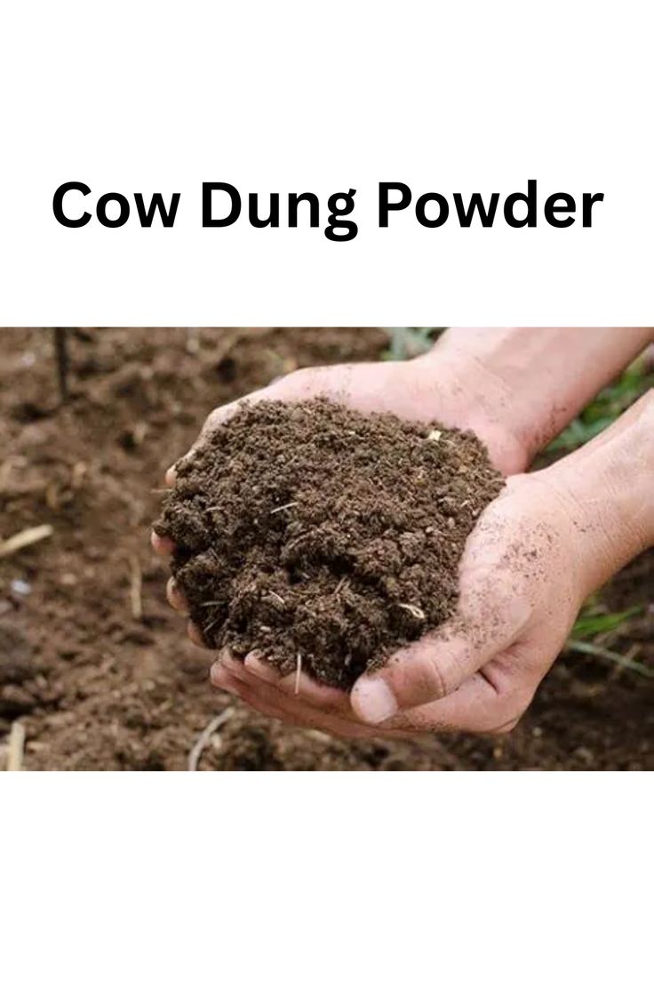 Cow Dung Powder