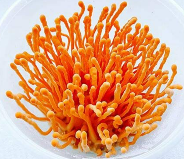 Cordyceps Militaris
