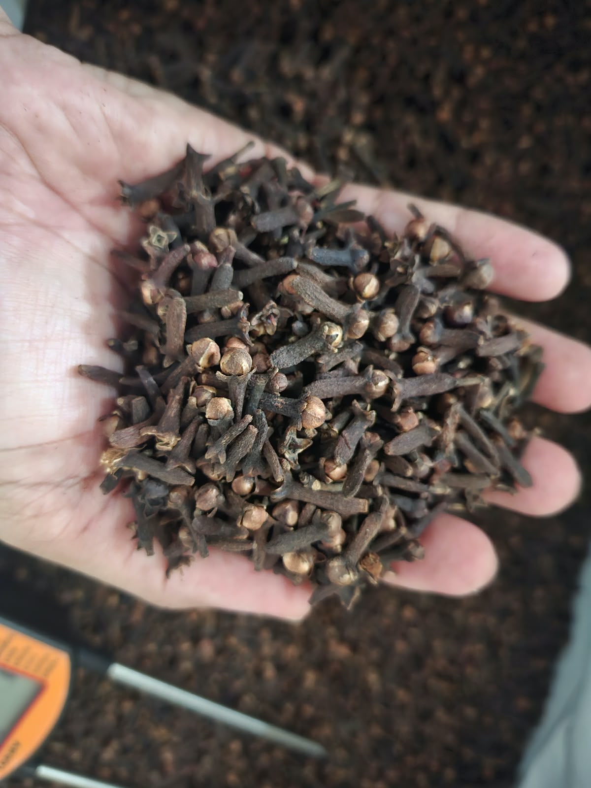 Cloves