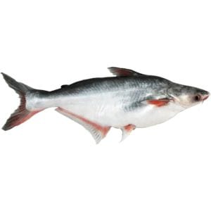 Live Pangas Basa Fish