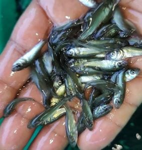 Live Rohu Fish Seeds