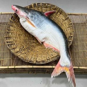 Fresh Pangas Fish
