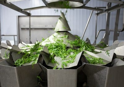Vegetable Powders