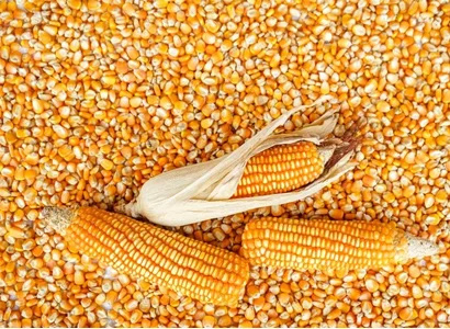 Grains