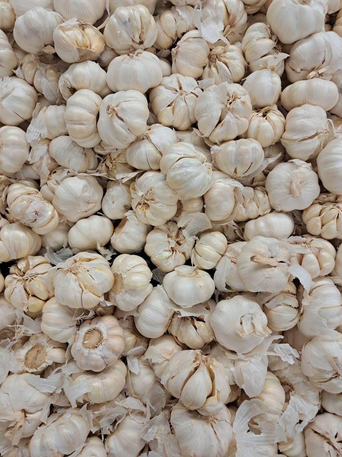 Dry Garlic